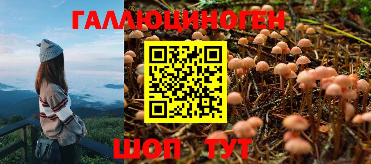 Галлюциногенные грибы Psilocybe Свободный